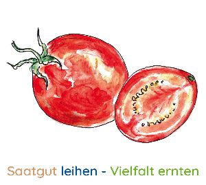 Tomate , ganz und angeschnitten